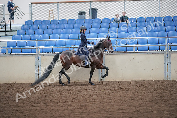 2019 Morgan Horse Show - Aug 30, 2019 - 18133