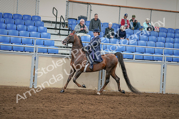 2020 - AB Morgan Horse - Fri, Sept 04 - 08010