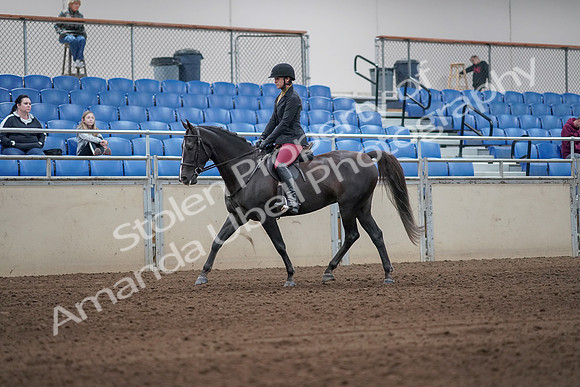 2019 Morgan Horse Show - Sept 01, 2019 - 06233