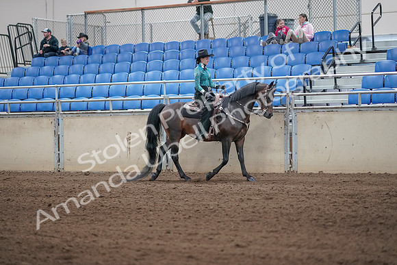 2019 Morgan Horse Show - Sept 01, 2019 - 07098
