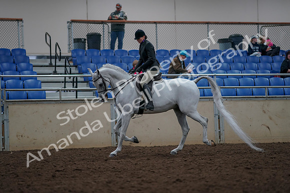 2019 Morgan Horse Show - Aug 31, 2019 - 15965