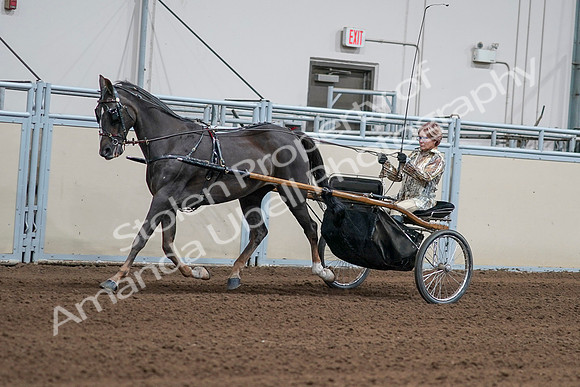 2020 - AB Morgan Horse - Sat, Sept 05 - 05874