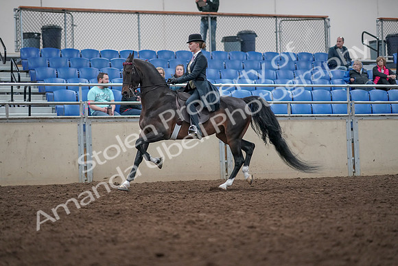 2019 Morgan Horse Show - Aug 31, 2019 - 08727