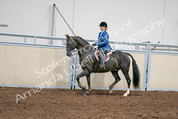 2020 - AB Morgan Horse - Sat, Sept 05 - 04995