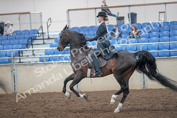 2019 Morgan Horse Show - Aug 31, 2019 - 08835