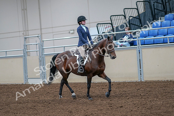 2020 - AB Morgan Horse - Fri, Sept 04 - 06068
