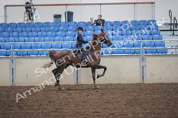 2019 Morgan Horse Show - Aug 30, 2019 - 18148