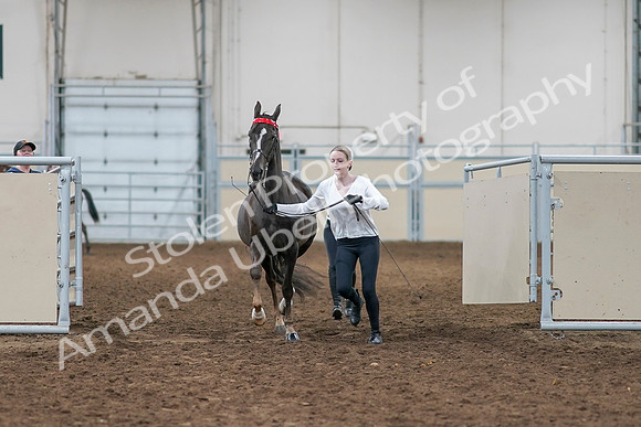 2020 - AB Morgan Horse - Sat, Sept 05 - 00631