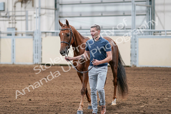2020 - AB Morgan Horse - Sat, Sept 05 - 00201
