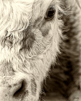 Domestic Animals - 009