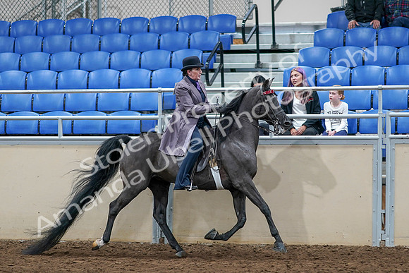 2020 - AB Morgan Horse - Sat, Sept 05 - 13834