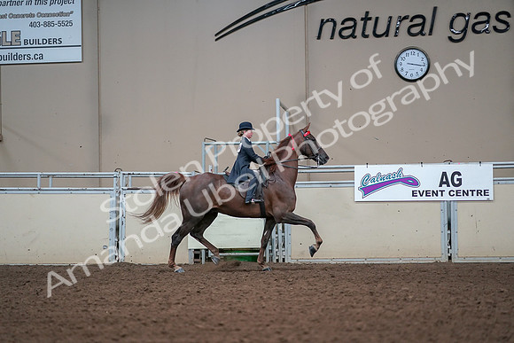 2019 Morgan Horse Show - Aug 30, 2019 - 17982