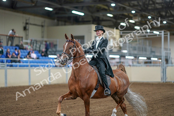 2020 - AB Morgan Horse - Fri, Sept 04 - 06992