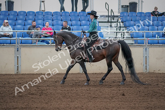 2019 Morgan Horse Show - Sept 01, 2019 - 06819
