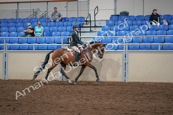 2020 - AB Morgan Horse - Fri, Sept 04 - 06126