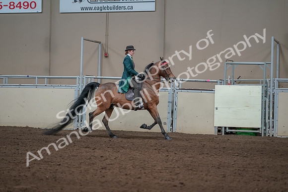 2019 Morgan Horse Show - Sept 01, 2019 - 13312