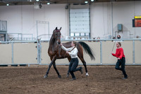 2020 - AB Morgan Horse - Sat, Sept 05 - 00736