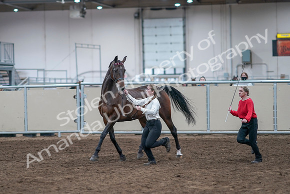 2020 - AB Morgan Horse - Sat, Sept 05 - 00736