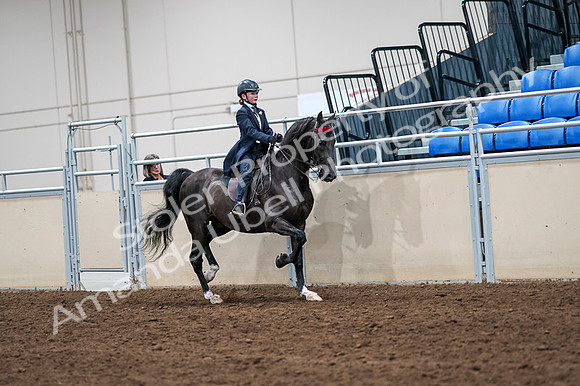 2020 - AB Morgan Horse - Fri, Sept 04 - 03128