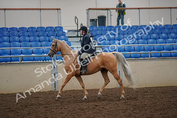 2019 Morgan Horse Show - Aug 30, 2019 - 22177