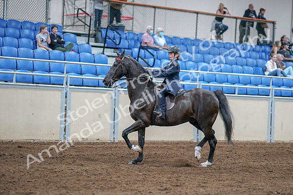 2020 - AB Morgan Horse - Fri, Sept 04 - 06989