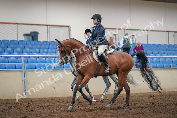 2019 Morgan Horse Show - Aug 30, 2019 - 22451