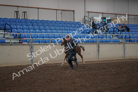2019 Morgan Horse Show - Aug 31, 2019 - 00365