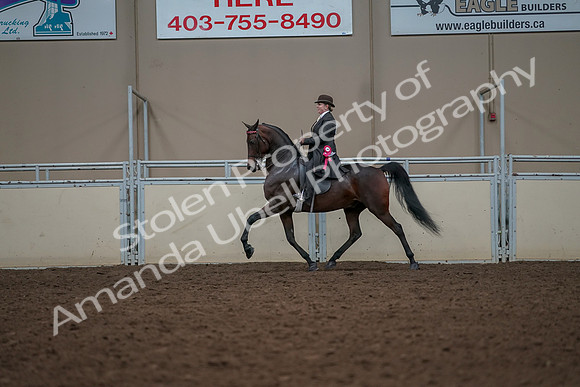 2019 Morgan Horse Show - Aug 30, 2019 - 28338