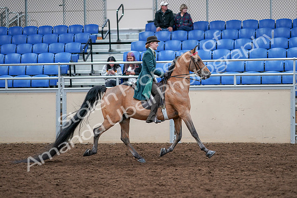 2020 - AB Morgan Horse - Sat, Sept 05 - 13893