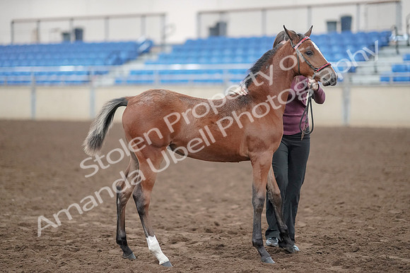 2019 Morgan Horse Show - Aug 31, 2019 - 00434
