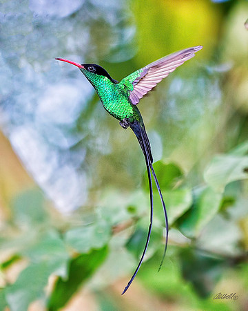 Jamaica - 078