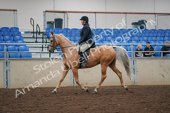 2019 Morgan Horse Show - Aug 30, 2019 - 16072