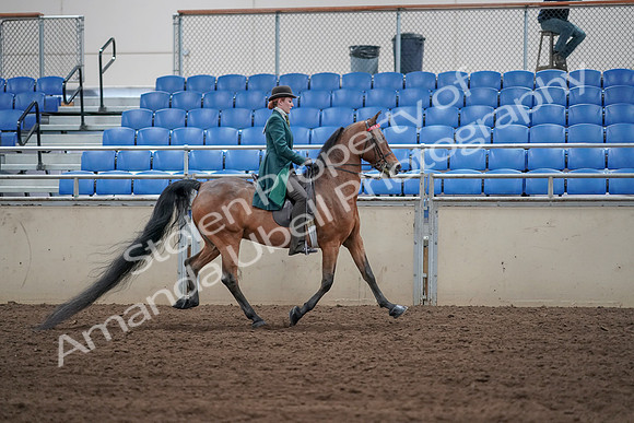 2019 Morgan Horse Show - Sept 01, 2019 - 13308