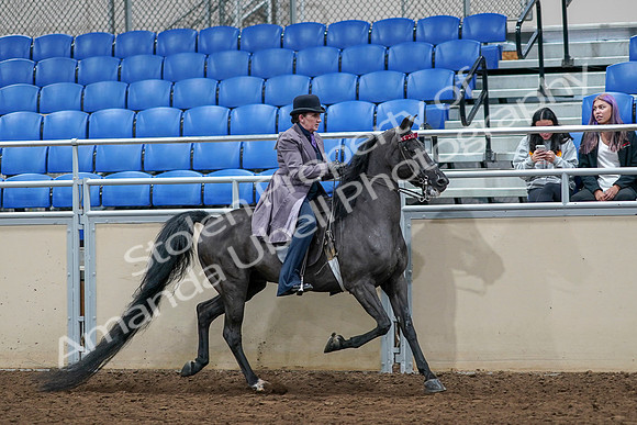 2020 - AB Morgan Horse - Sat, Sept 05 - 13828