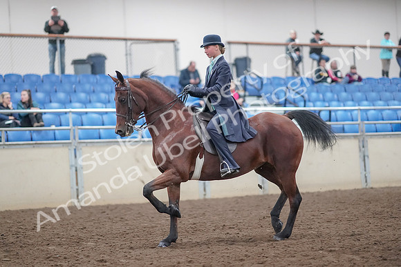 2019 Morgan Horse Show - Aug 31, 2019 - 08493