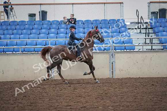 2019 Morgan Horse Show - Aug 30, 2019 - 18153