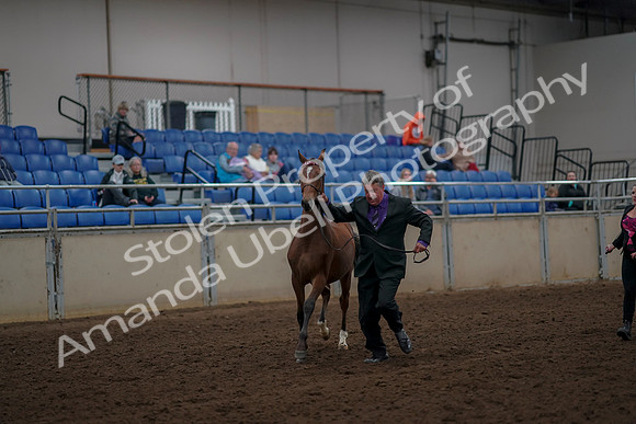 2019 Morgan Horse Show - Aug 30, 2019 - 25627