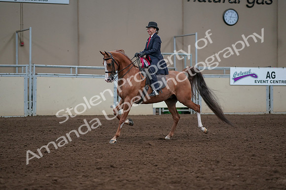 2019 Morgan Horse Show - Sept 01, 2019 - 12117