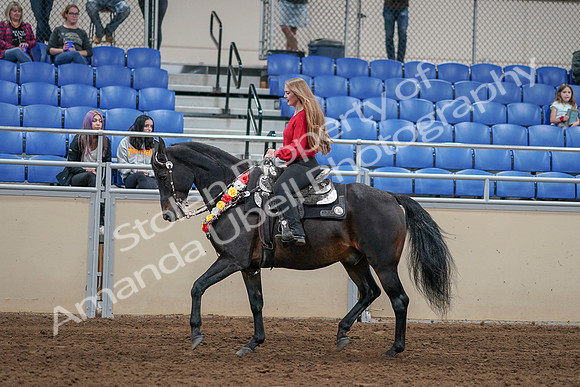 2020 - AB Morgan Horse - Sat, Sept 05 - 10432