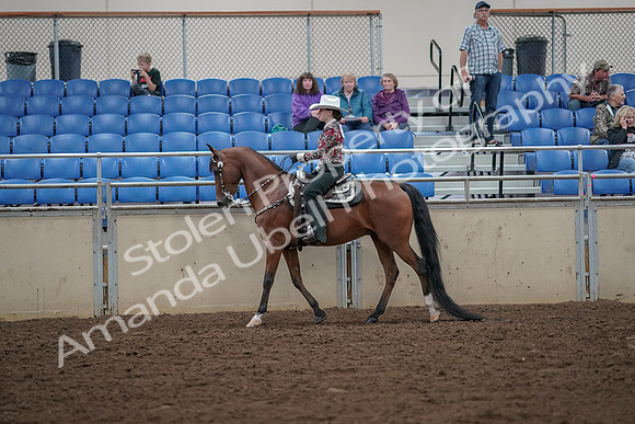 2019 Morgan Horse Show - Aug 30, 2019 - 25929