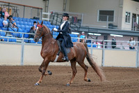 2020 - AB Morgan Horse - Fri, Sept 04 - 06239