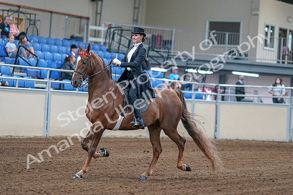 2020 - AB Morgan Horse - Fri, Sept 04 - 06239