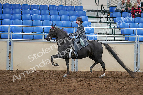 2020 - AB Morgan Horse - Sat, Sept 05 - 13738