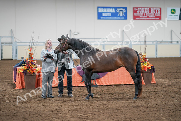 2020 - AB Morgan Horse - Sat, Sept 05 - 00299