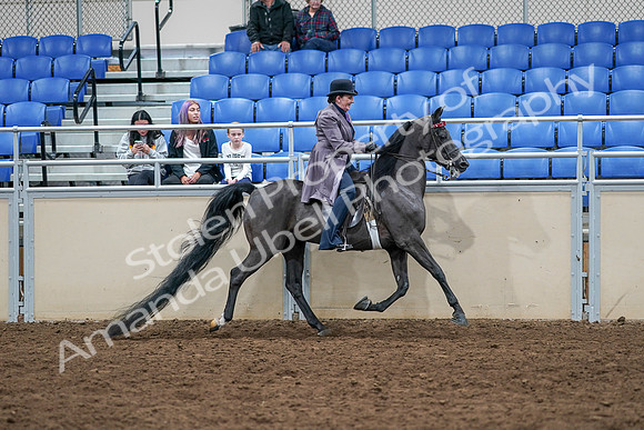 2020 - AB Morgan Horse - Sat, Sept 05 - 13837