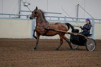 2020 - AB Morgan Horse - Fri, Sept 04 - 01064