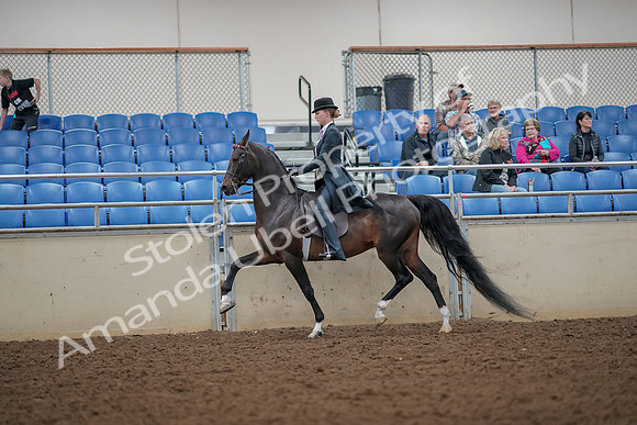 2019 Morgan Horse Show - Aug 30, 2019 - 25102