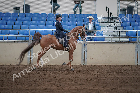 2019 Morgan Horse Show - Sept 01, 2019 - 12029