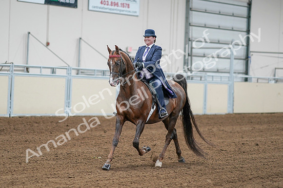 2020 - AB Morgan Horse - Fri, Sept 04 - 08194