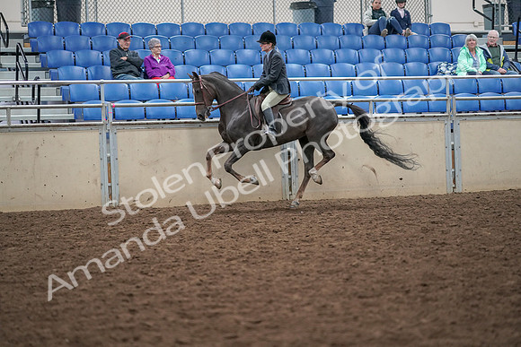 2019 Morgan Horse Show - Aug 30, 2019 - 20485